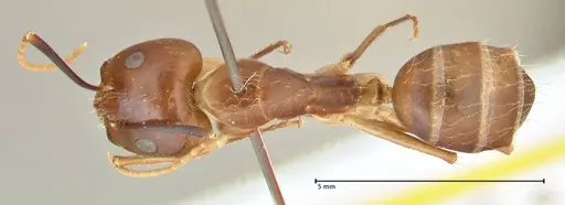 Camponotus maculatus specimen FOCOL2364 image focol2364_1