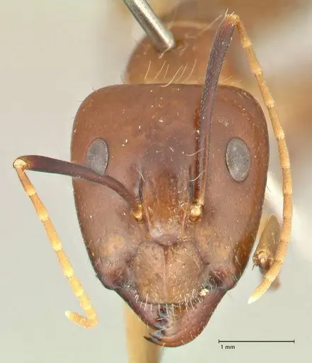 Camponotus maculatus specimen FOCOL2364 image focol2364_2