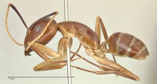 Camponotus maculatus specimen FOCOL2364 image focol2364_3