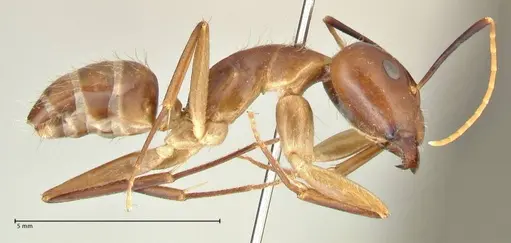 Camponotus maculatus specimen FOCOL2364 image focol2364_4