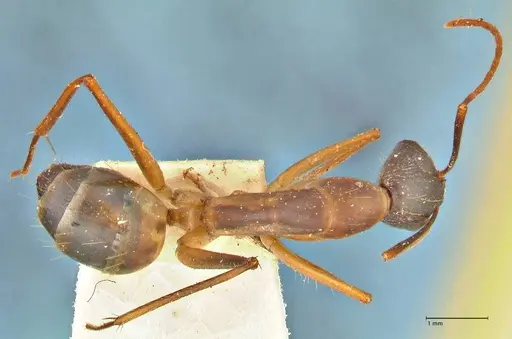 Camponotus maculatus specimen FOCOL2365 image focol2365_1