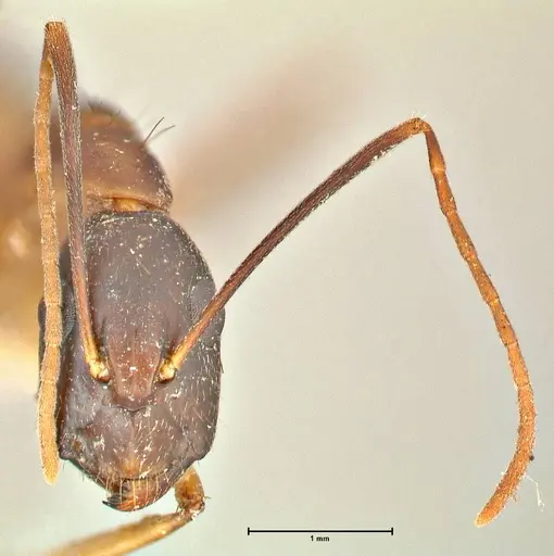 Camponotus maculatus specimen FOCOL2365 image focol2365_2