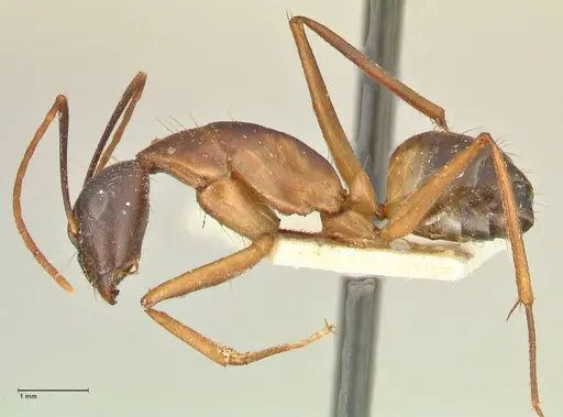 Camponotus maculatus specimen FOCOL2365 image focol2365_3