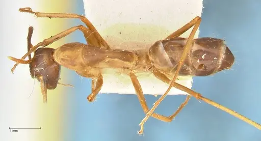 Camponotus maculatus specimen FOCOL2366 image focol2366_1
