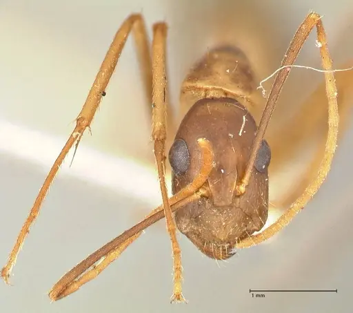 Camponotus maculatus specimen FOCOL2366 image focol2366_2