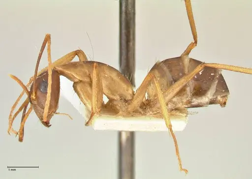 Camponotus maculatus specimen FOCOL2366 image focol2366_3