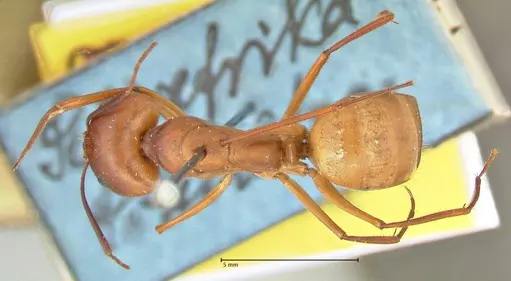 Camponotus maculatus specimen FOCOL2367 image focol2367_1