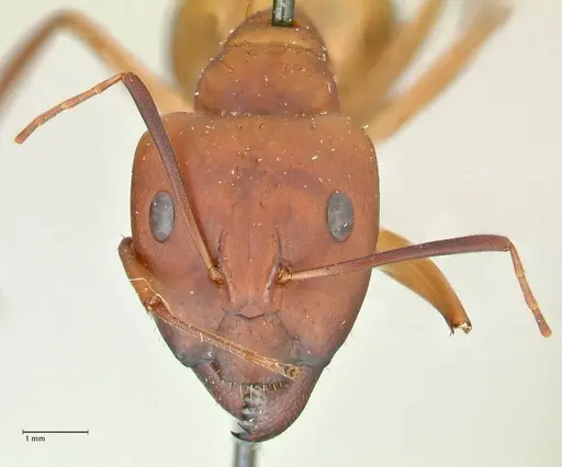 Camponotus maculatus specimen FOCOL2367 image focol2367_2