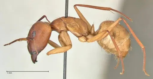 Camponotus maculatus specimen FOCOL2367 image focol2367_3