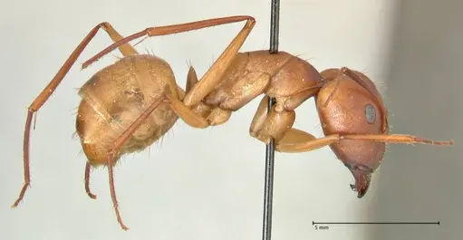Camponotus maculatus specimen FOCOL2367 image focol2367_4