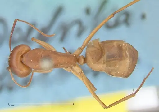 Camponotus maculatus specimen FOCOL2368 image focol2368_1