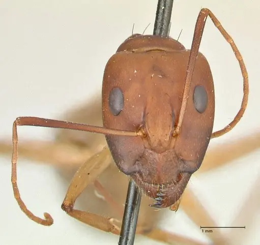 Camponotus maculatus specimen FOCOL2368 image focol2368_2