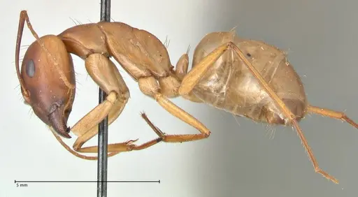 Camponotus maculatus specimen FOCOL2368 image focol2368_3