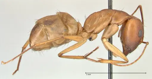 Camponotus maculatus specimen FOCOL2368 image focol2368_4