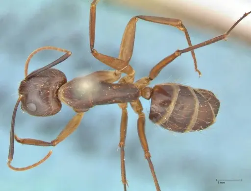 Camponotus maculatus specimen FOCOL2384 image focol2384_1