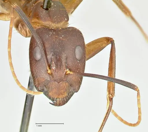 Camponotus maculatus specimen FOCOL2384 image focol2384_2
