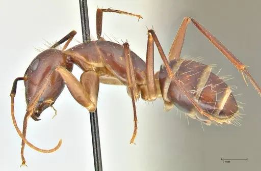 Camponotus maculatus specimen FOCOL2384 image focol2384_3