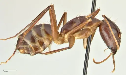 Camponotus maculatus specimen FOCOL2384 image focol2384_4