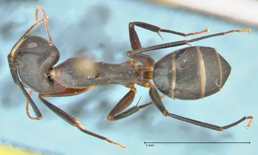 Camponotus maculatus specimen FOCOL2385 image focol2385_1