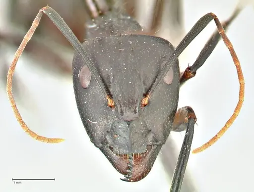 Camponotus maculatus specimen FOCOL2385 image focol2385_2