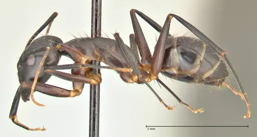Camponotus maculatus specimen FOCOL2385 image focol2385_3