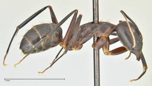 Camponotus maculatus specimen FOCOL2385 image focol2385_4