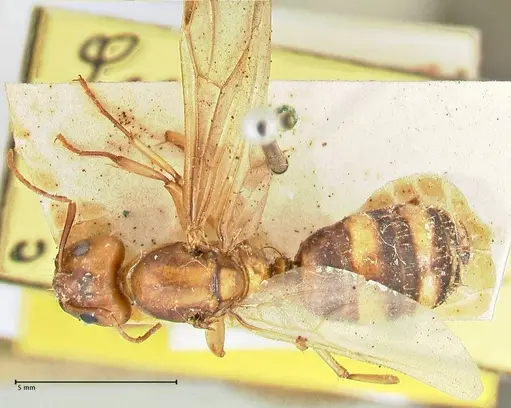 Camponotus maculatus specimen FOCOL2397 image focol2397_1