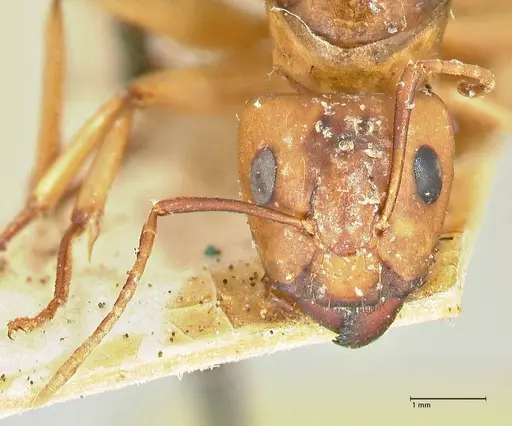 Camponotus maculatus specimen FOCOL2397 image focol2397_2