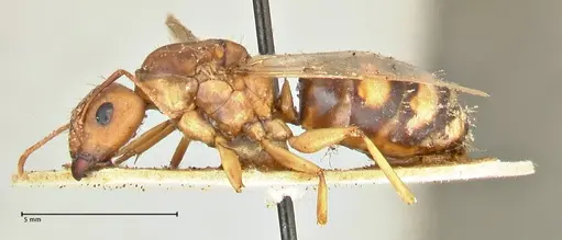 Camponotus maculatus specimen FOCOL2397 image focol2397_3