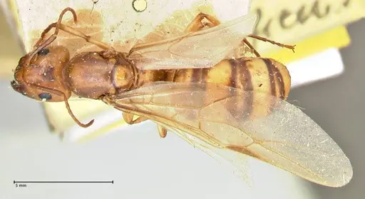 Camponotus maculatus specimen FOCOL2398 image focol2398_1