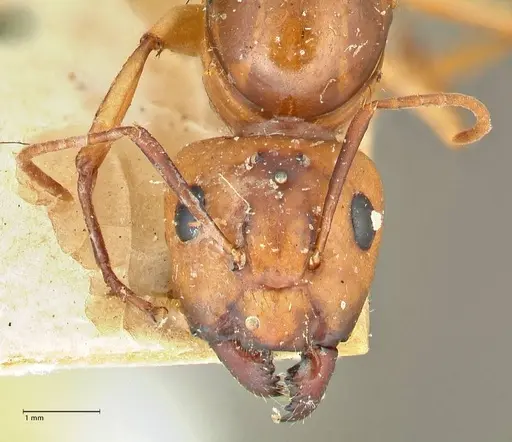 Camponotus maculatus specimen FOCOL2398 image focol2398_2