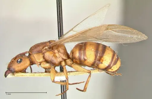 Camponotus maculatus specimen FOCOL2398 image focol2398_3