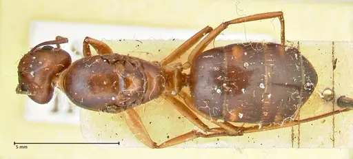 Camponotus maculatus specimen FOCOL2400 image focol2400_1