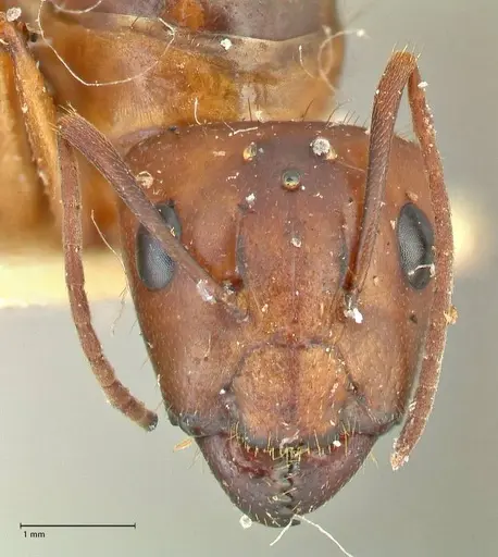 Camponotus maculatus specimen FOCOL2400 image focol2400_2