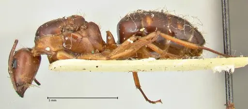 Camponotus maculatus specimen FOCOL2400 image focol2400_3