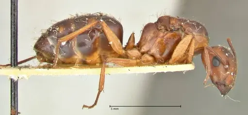 Camponotus maculatus specimen FOCOL2400 image focol2400_4