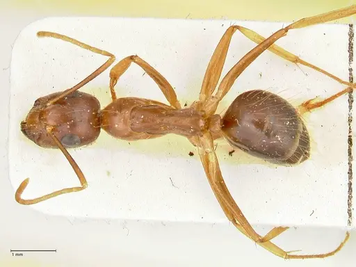 Camponotus maculatus specimen FOCOL2401 image focol2401_1