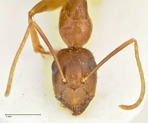 Camponotus maculatus specimen FOCOL2401 image focol2401_2