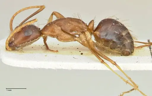 Camponotus maculatus specimen FOCOL2401 image focol2401_3