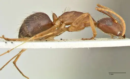 Camponotus maculatus specimen FOCOL2401 image focol2401_4