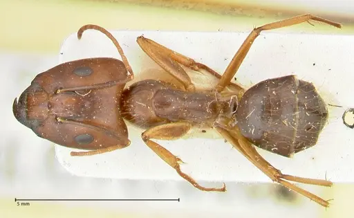 Camponotus maculatus specimen FOCOL2402 image focol2402_1