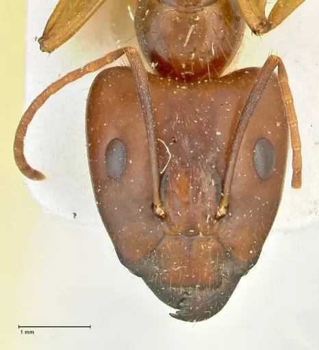 Camponotus maculatus specimen FOCOL2402 image focol2402_2