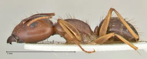 Camponotus maculatus specimen FOCOL2402 image focol2402_3
