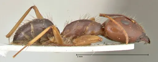 Camponotus maculatus specimen FOCOL2402 image focol2402_4