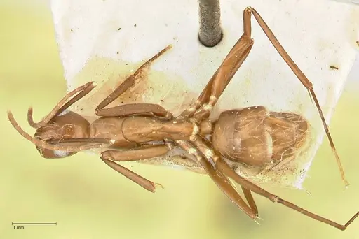 Camponotus maculatus specimen FOCOL2406 image focol2406_1