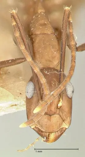 Camponotus maculatus specimen FOCOL2406 image focol2406_2