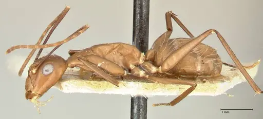 Camponotus maculatus specimen FOCOL2406 image focol2406_3