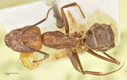 Camponotus maculatus specimen FOCOL2407 image focol2407_1
