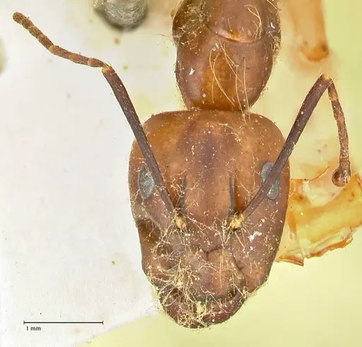 Camponotus maculatus specimen FOCOL2407 image focol2407_2
