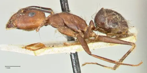 Camponotus maculatus specimen FOCOL2407 image focol2407_3